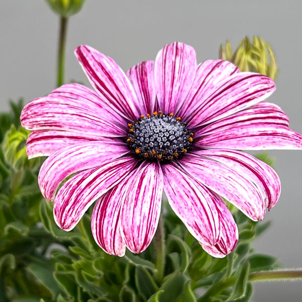 オステオスペルマム：マーブレッド3.5号ポット