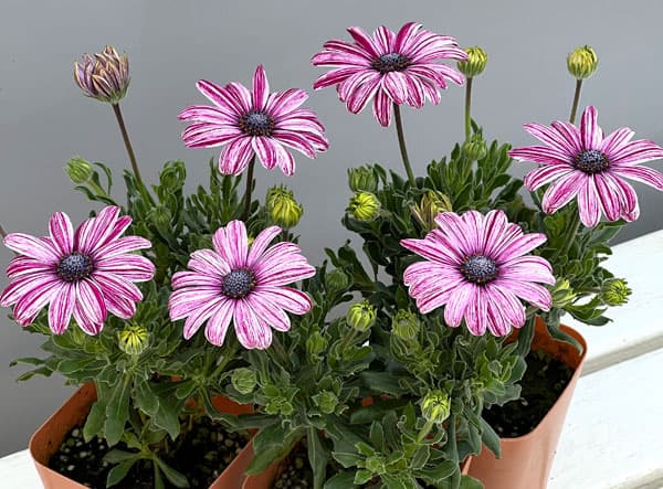 オステオスペルマム：マーブレッド3.5号ポット