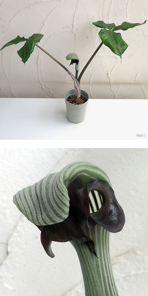 ムサシアブミ4号ポット