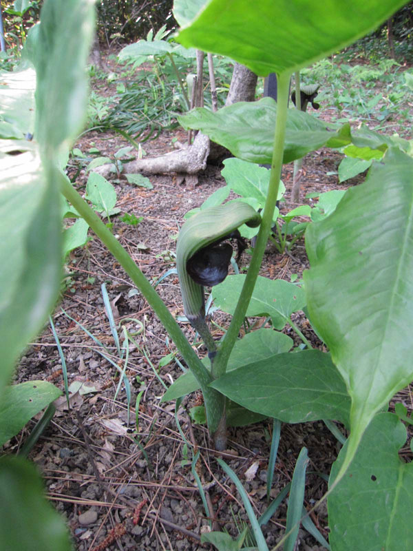 ムサシアブミ4号ポット