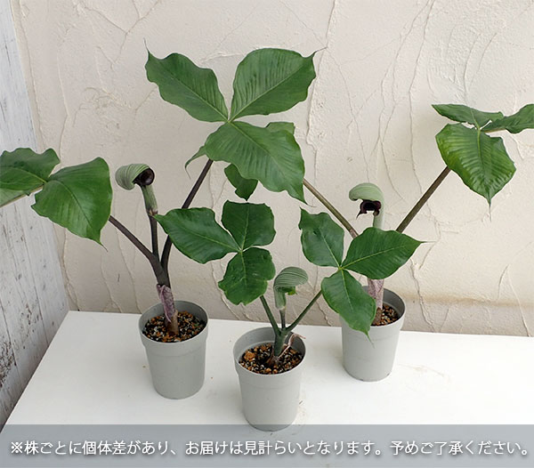 ムサシアブミ4号ポット