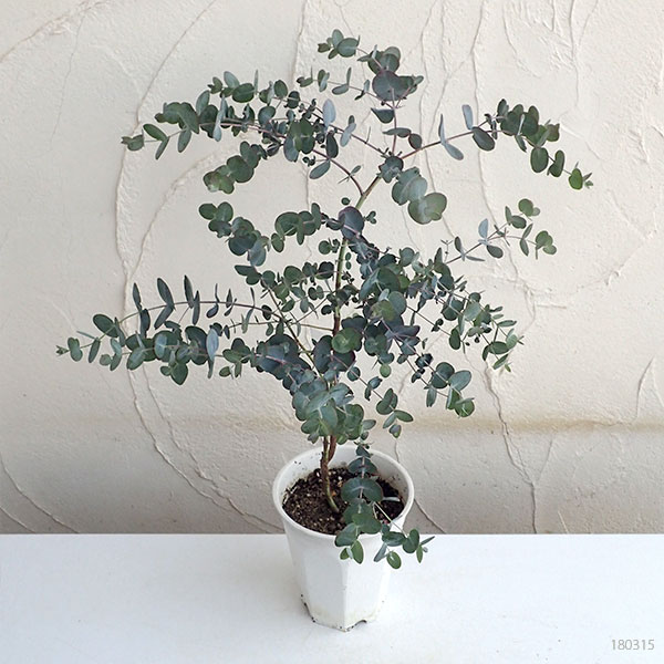 ユーカリ:シネレア(銀丸葉)4号鉢植え