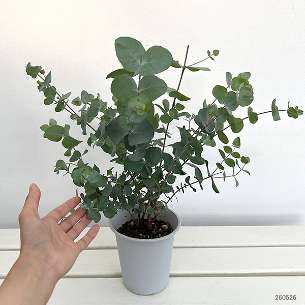 ユーカリ:シネレア(銀丸葉)4号鉢植え