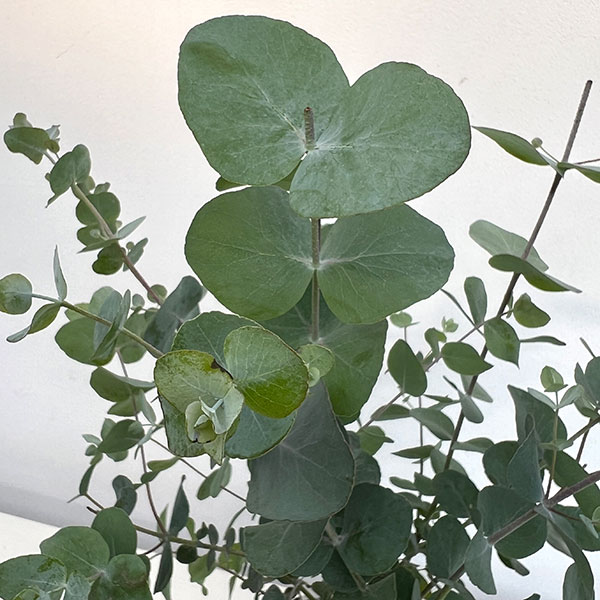 ユーカリ:シネレア(銀丸葉)4号鉢植え