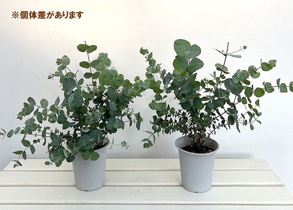 ユーカリ:シネレア(銀丸葉)4号鉢植え