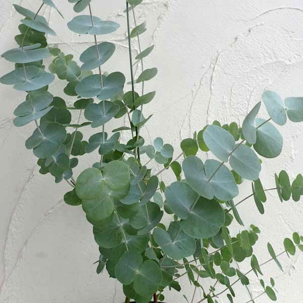 ユーカリ:シネレア(銀丸葉)4号鉢植え