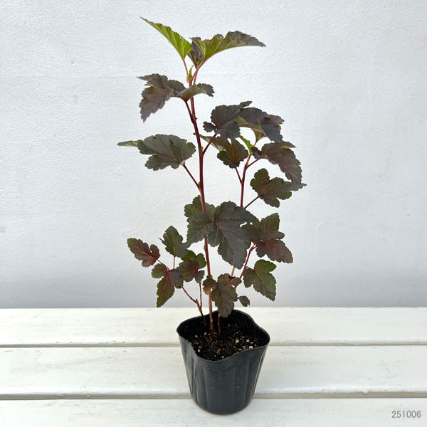 テマリシモツケ:ディアボロ3号ポット