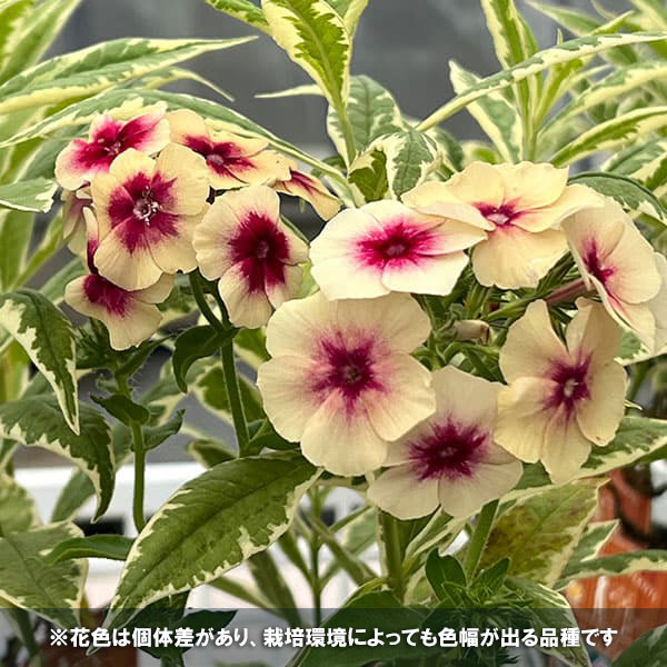 フロックス:クリームドマント 3号ポット