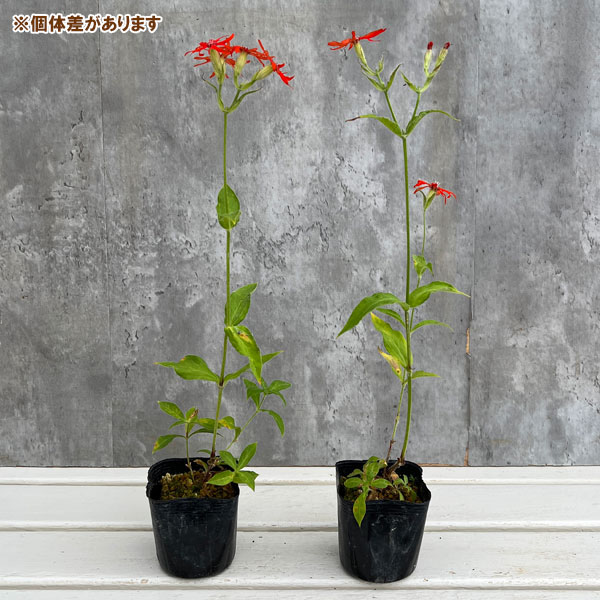 センノウ：カラフトエンビセンノウ（樺太燕尾仙翁） 3号ポット