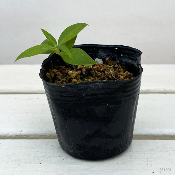 センノウ:カラフトエンビセンノウ(樺太燕尾仙翁) 3号ポット