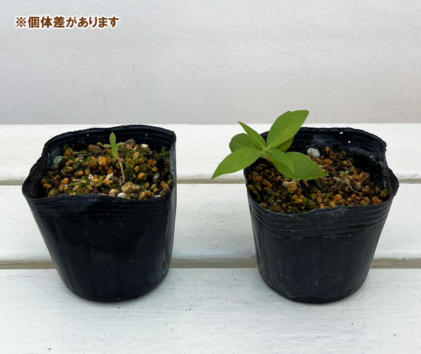 センノウ:カラフトエンビセンノウ(樺太燕尾仙翁) 3号ポット