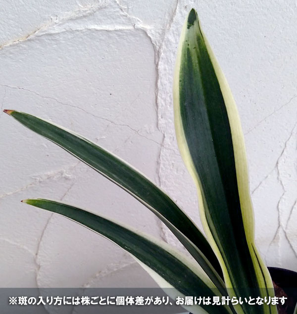 オモト(万年青):富士の雪4号鉢植え