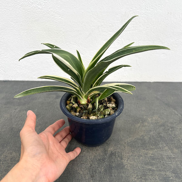 オモト(万年青):富士の雪4号鉢植え