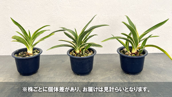 オモト(万年青):富士の雪4号鉢植え