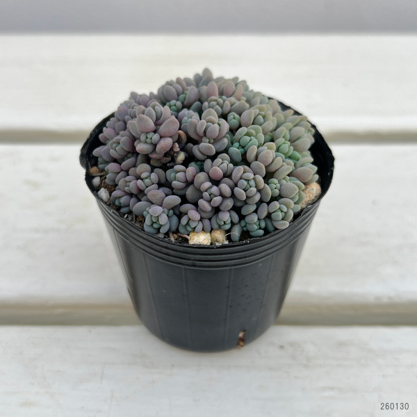 セダム： パープルヘイズ　2号ポット 3株セット