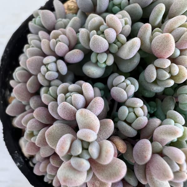 セダム： パープルヘイズ　2号ポット 3株セット