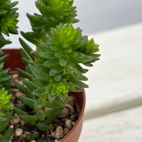 セダム：グリーンペット2.5号ポット