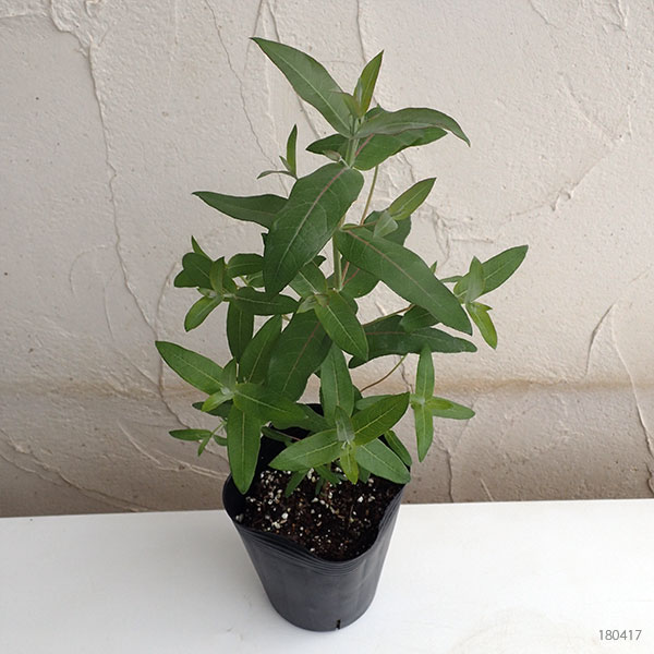 ユーカリ:ブルーガム 3~3.5号ポット