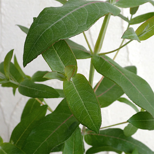 ユーカリ:ブルーガム 3~3.5号ポット