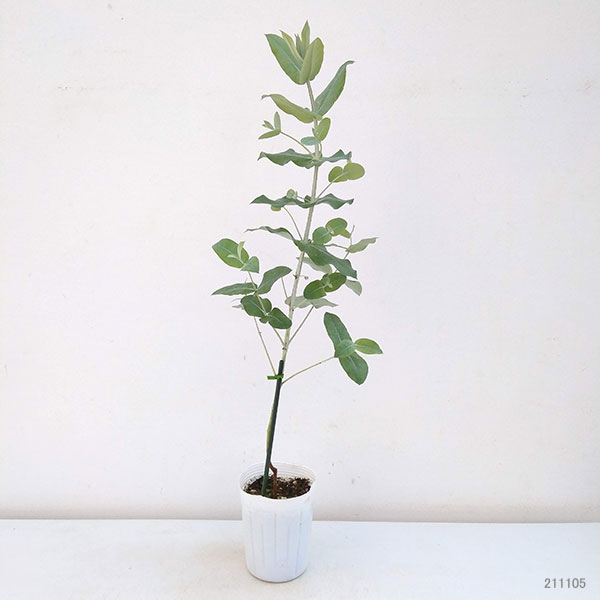 ユーカリ:ブルーガム 3~3.5号ポット