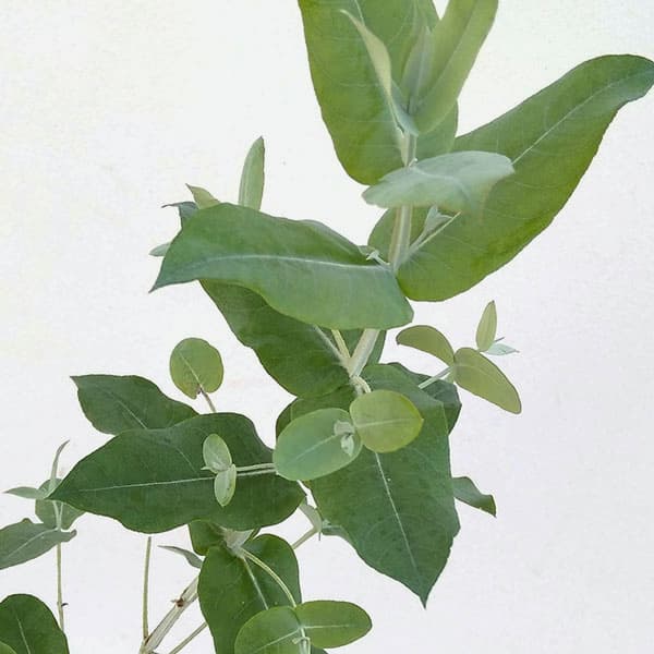 ユーカリ:ブルーガム 3~3.5号ポット