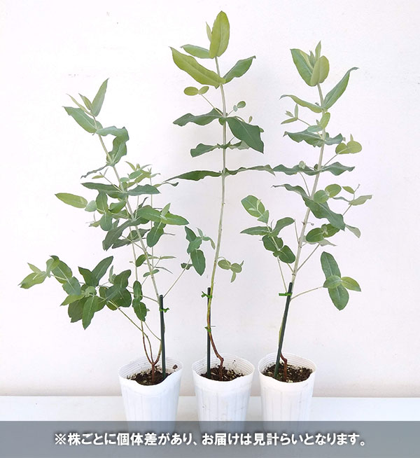 ユーカリ:ブルーガム 3~3.5号ポット