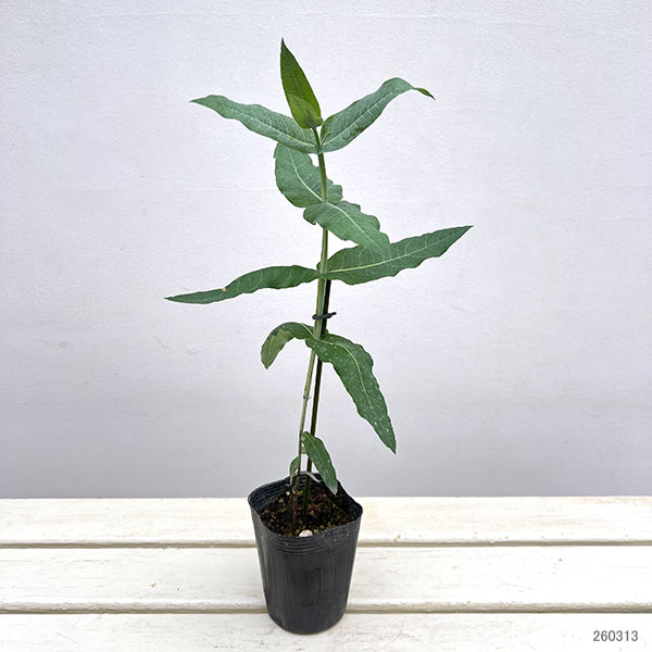 ユーカリ:ブルーガム 3~3.5号ポット