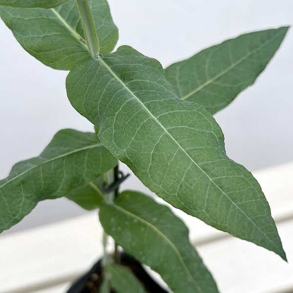 ユーカリ:ブルーガム 3~3.5号ポット