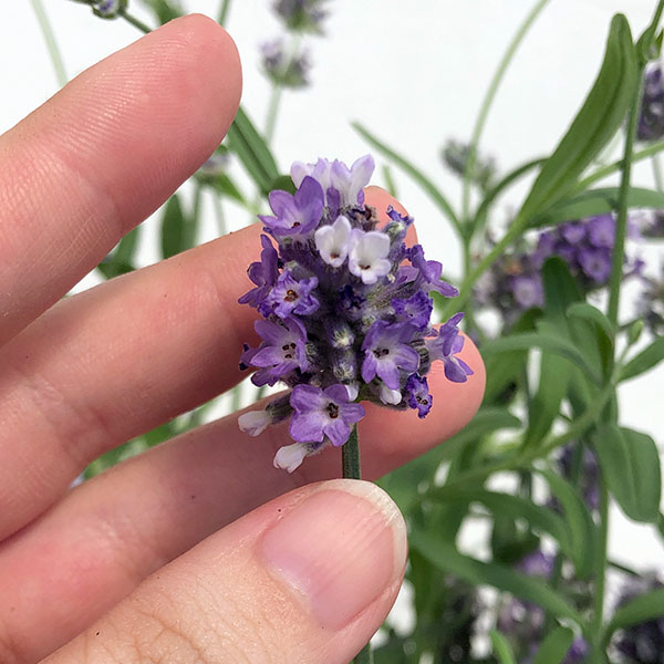 ラベンダー:センティヴィアブルー5号鉢植え