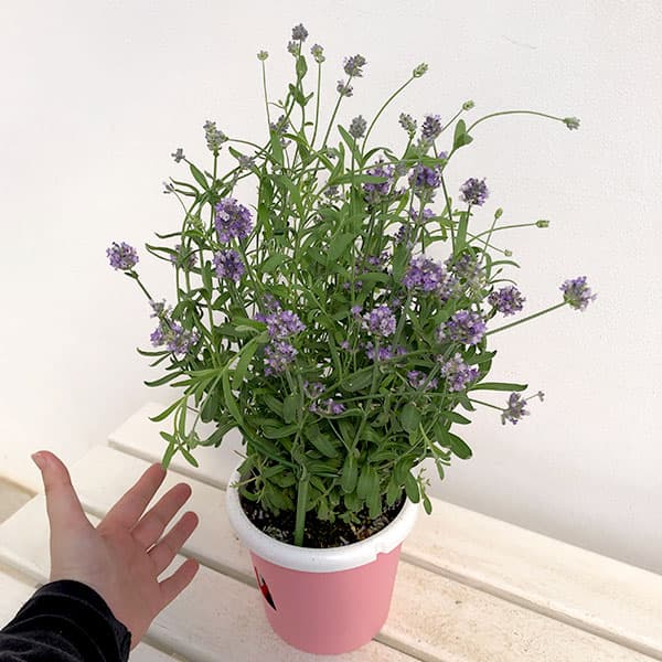 ラベンダー:センティヴィアブルー5号鉢植え