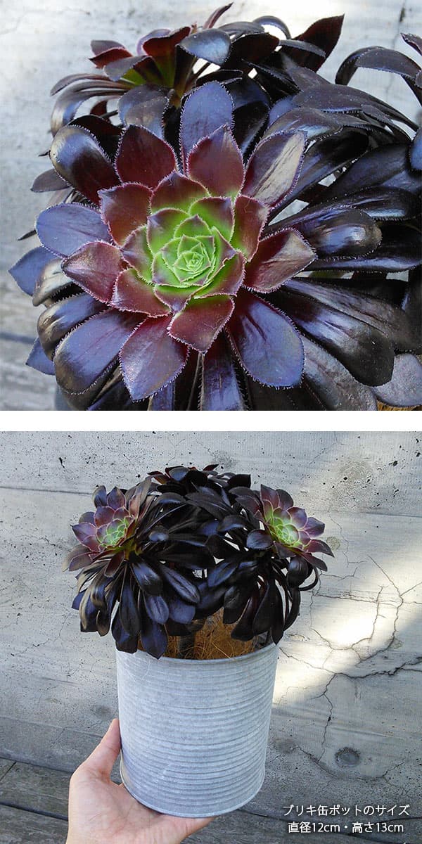 園芸ネット本店｜[ギフトに]アエオニウム：黒法師（クロホウシ）3.5号