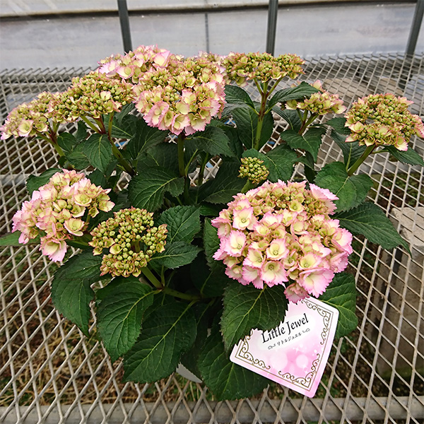 ꙳★*ハイドランジア꙳★* 園芸ネット本店｜アジサイ：Little Jewel（リトルジュエル）5号ポット