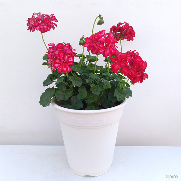 アイビーゼラニウム:フォーカス レッドアイス8号鉢植え