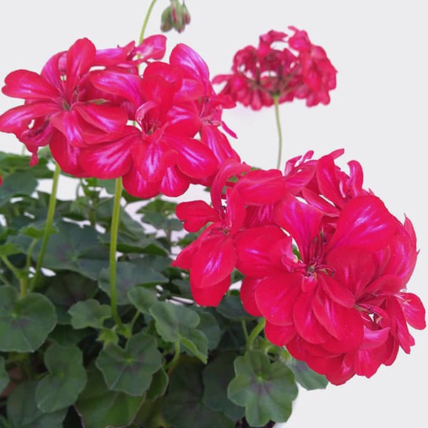 アイビーゼラニウム:フォーカス レッドアイス8号鉢植え
