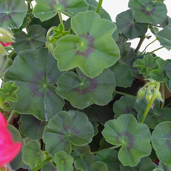 アイビーゼラニウム:フォーカス レッドアイス8号鉢植え