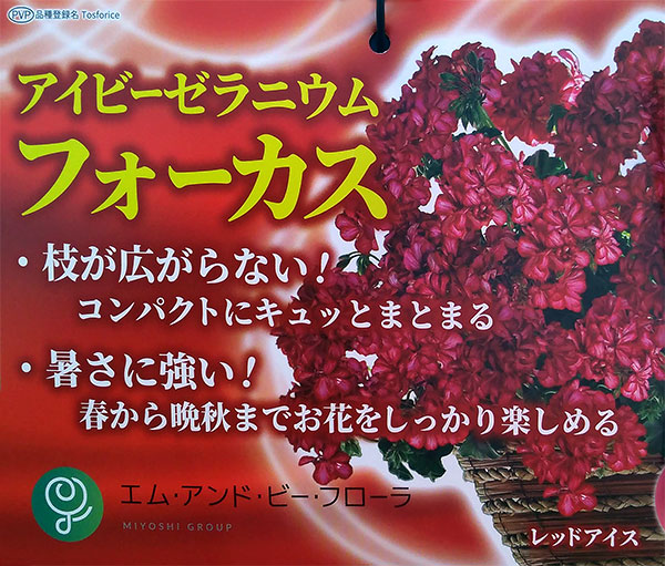 アイビーゼラニウム:フォーカス レッドアイス8号鉢植え