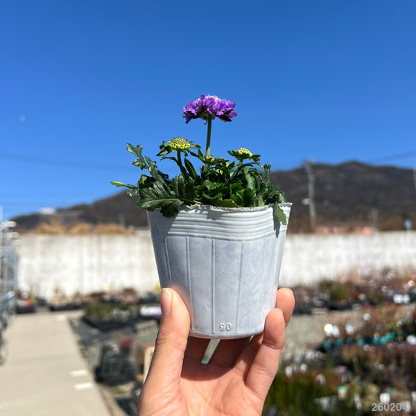 スカビオサ（わい性）：ブルー3号ポット