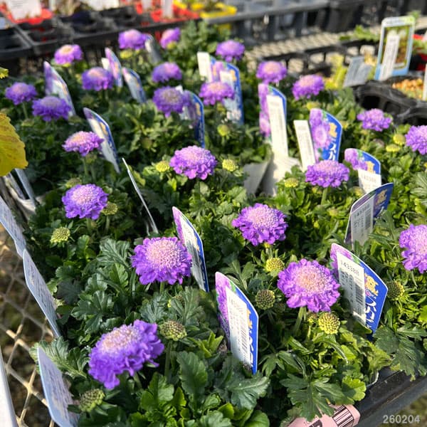 スカビオサ（わい性）：ブルー3号ポット