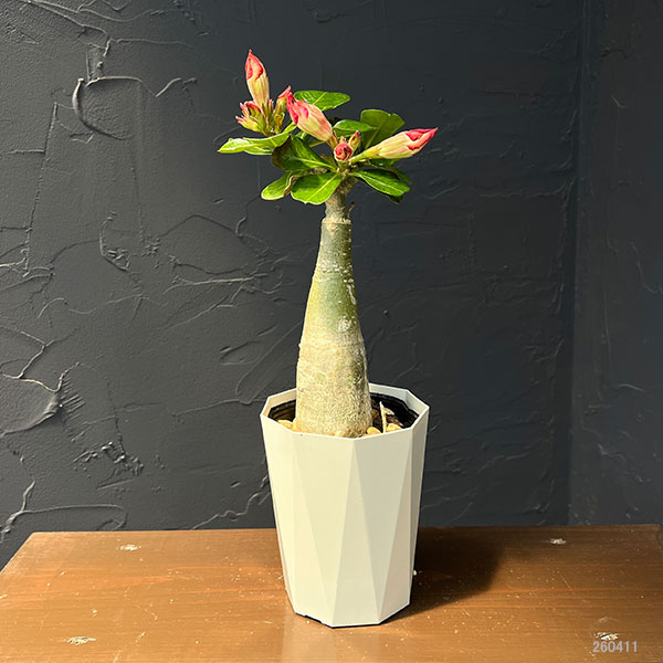 アデニウム:砂漠のバラ(一重咲き)ポセイドン4号鉢植え
