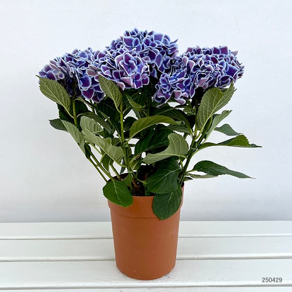 [春の鉢花予約]アジサイ：チボリ（ブルー）5号鉢植え