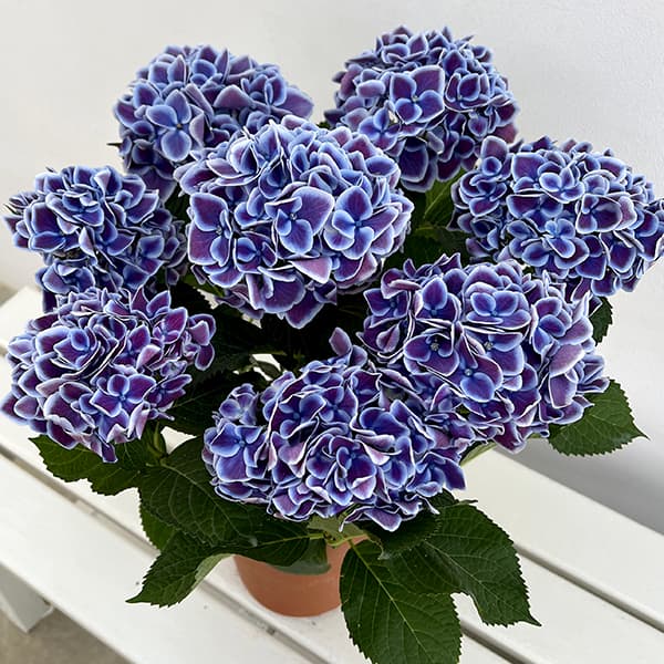 [春の鉢花予約]アジサイ：チボリ（ブルー）5号鉢植え