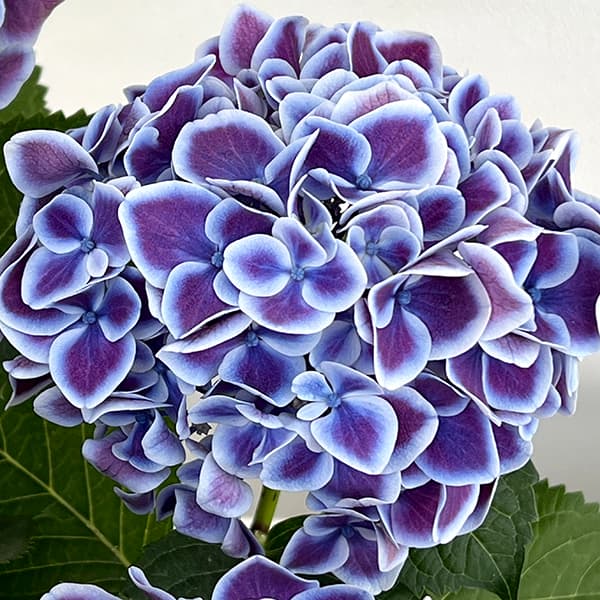 花さま専用ページ ☆ 花 ☆ 花ページ Amazon.co.jp: ZX ゼクス 【花住まい