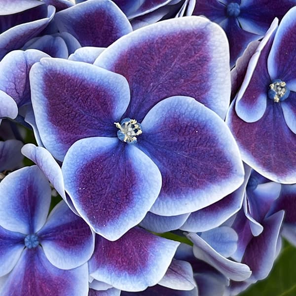 [春の鉢花予約]アジサイ：チボリ（ブルー）5号鉢植え