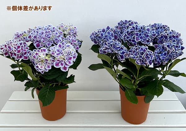 [春の鉢花予約]アジサイ：チボリ（ブルー）5号鉢植え