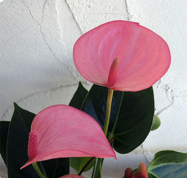 観葉寄せ植え(アンスリウムピンク)4号鉢植え