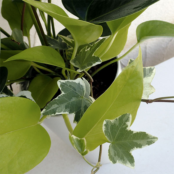 観葉寄せ植え(アンスリウムピンク)4号鉢植え