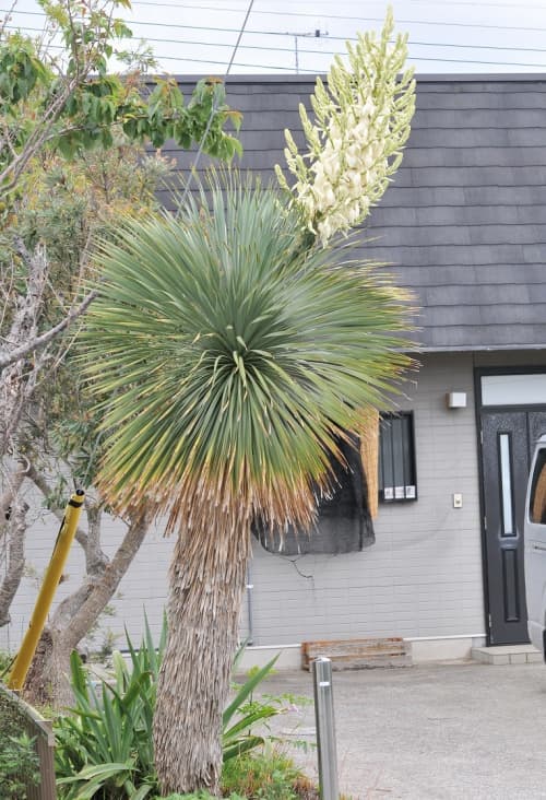 ユッカ：ロストラータ4号ポット