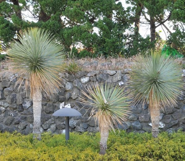 ユッカ：ロストラータ4号ポット