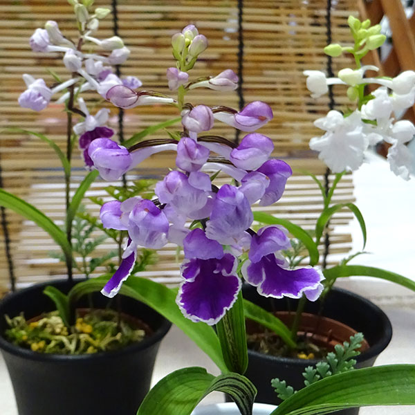 [26年2月中下旬予約]ウチョウラン：花色ミックス2.5号ポット