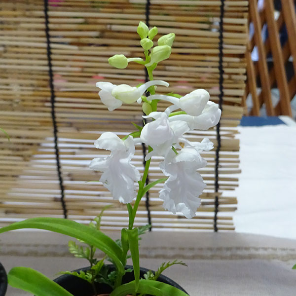 [26年2月中下旬予約]ウチョウラン：花色ミックス2.5号ポット